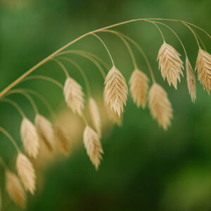 Northern Sea Oats