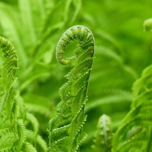 Ostrich Fern