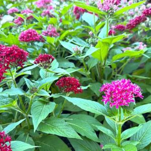 Pentas