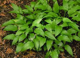 Hosta - Lancifolia