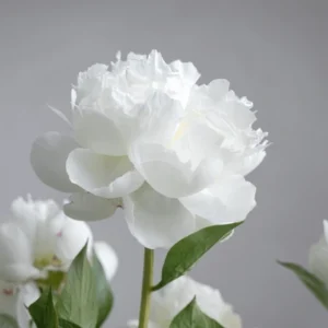 Peony - white