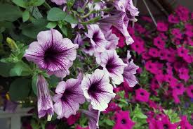 Petunias - regular
