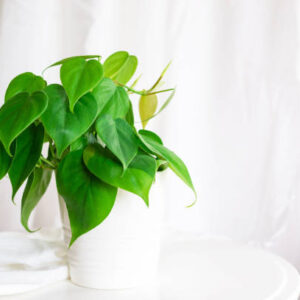 Philodendron