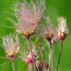 Prairie Smoke