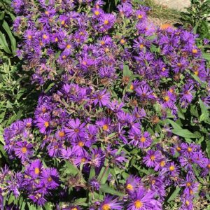 Aster - New England