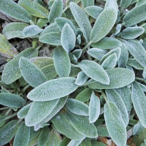 Lambs Ear