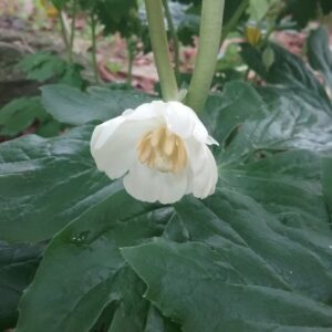 Mayapple