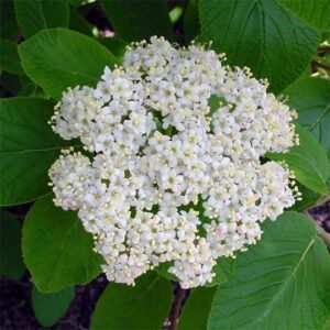 Viburnum - Mohican