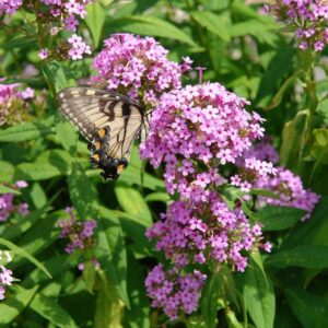 Phlox - Garden - purple