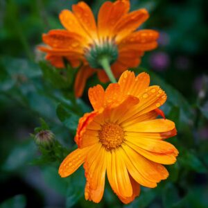 Calendula