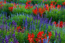 Salvia - mixed red/blue