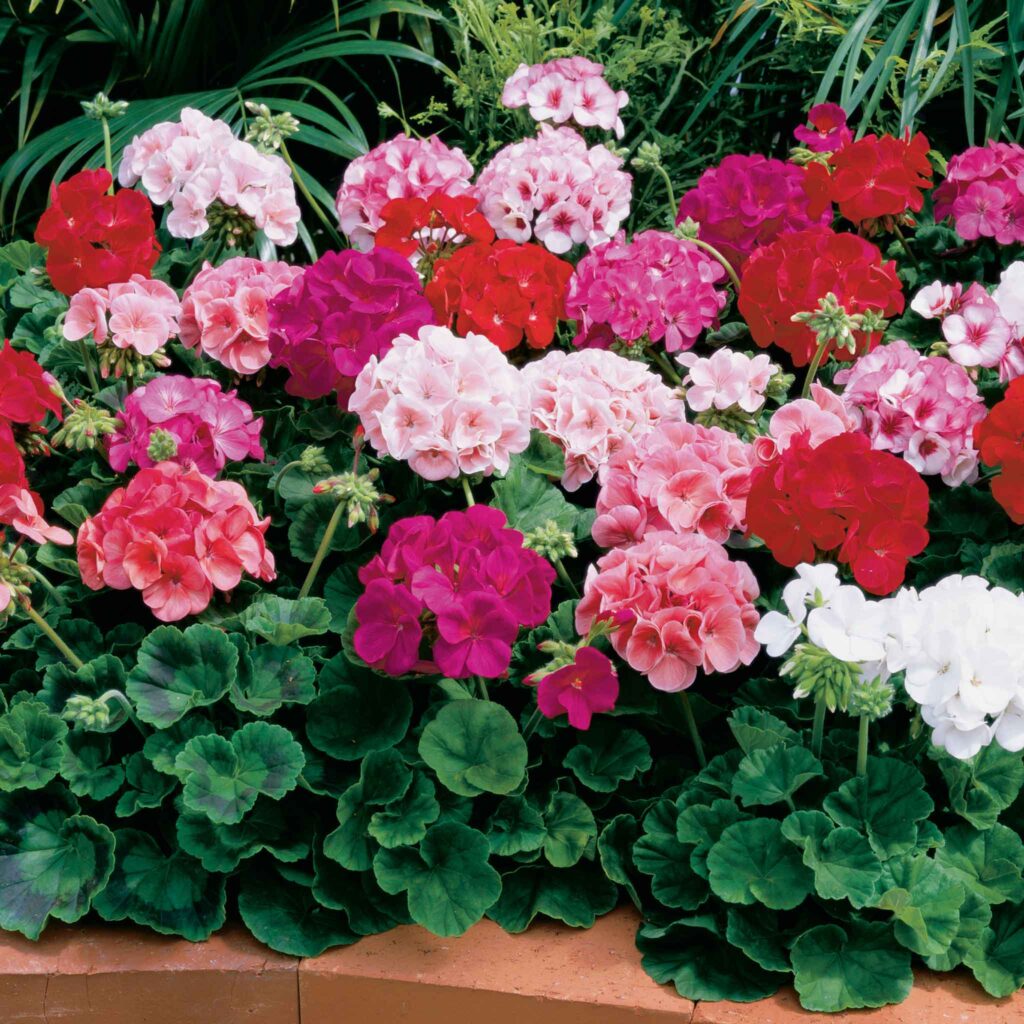Seed Geraniums