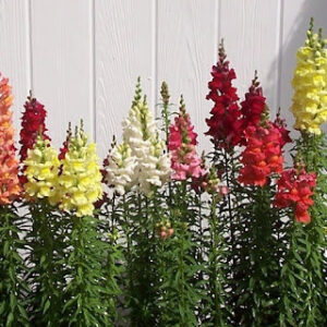 Snapdragons