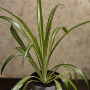 Spider plant