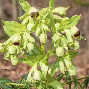 Stinking Hellebore