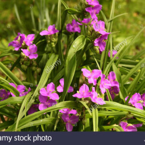 Spiderwort - pink