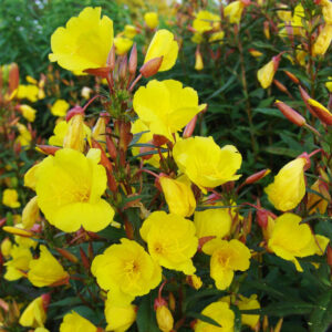 Sundrops