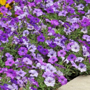 Petunias - wave