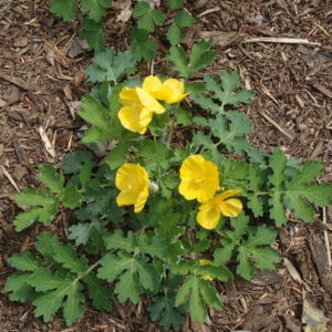 Wood Poppy