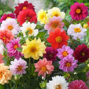 Dahlia