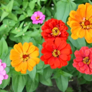 Zinnas