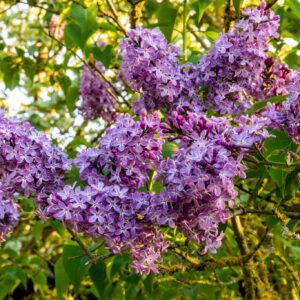 Lilac