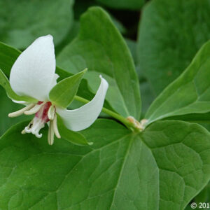 Drooping Trillium