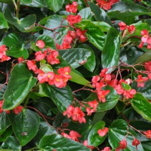 Begonias - Dragon Wing
